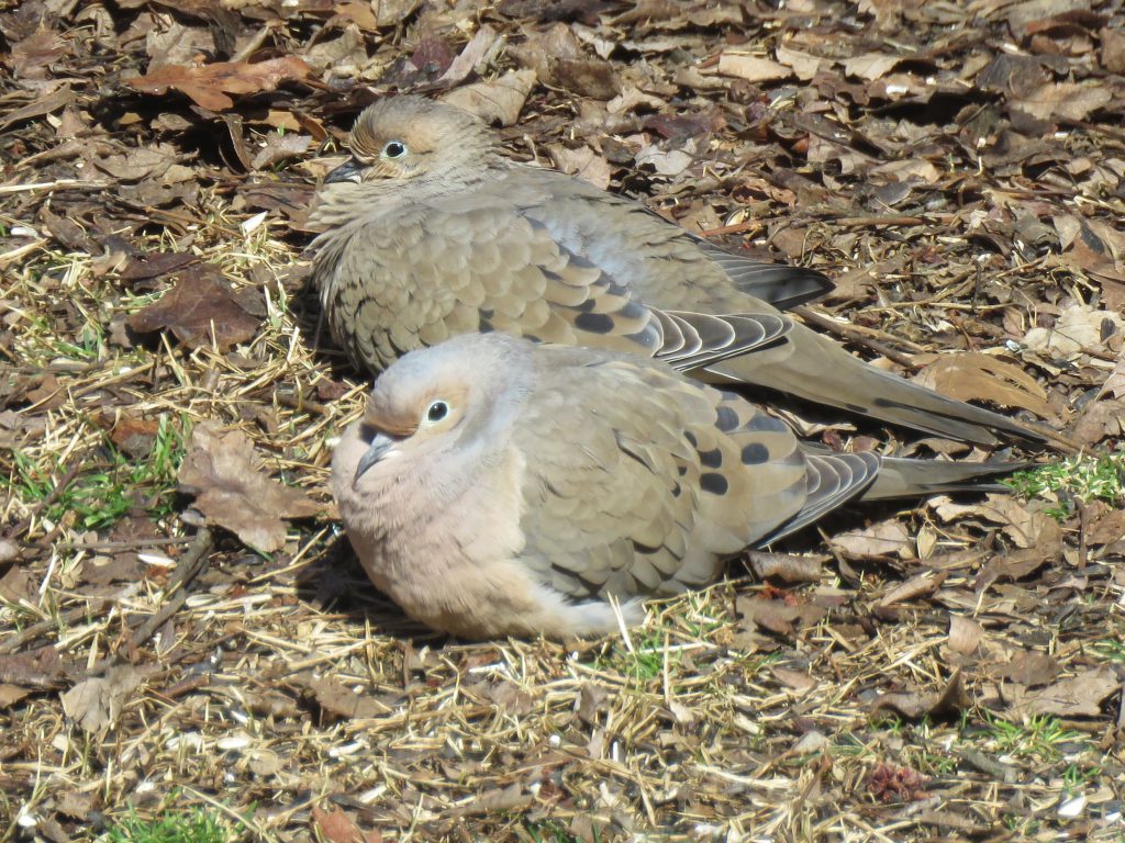 Mourning Dove by Debbie Beer