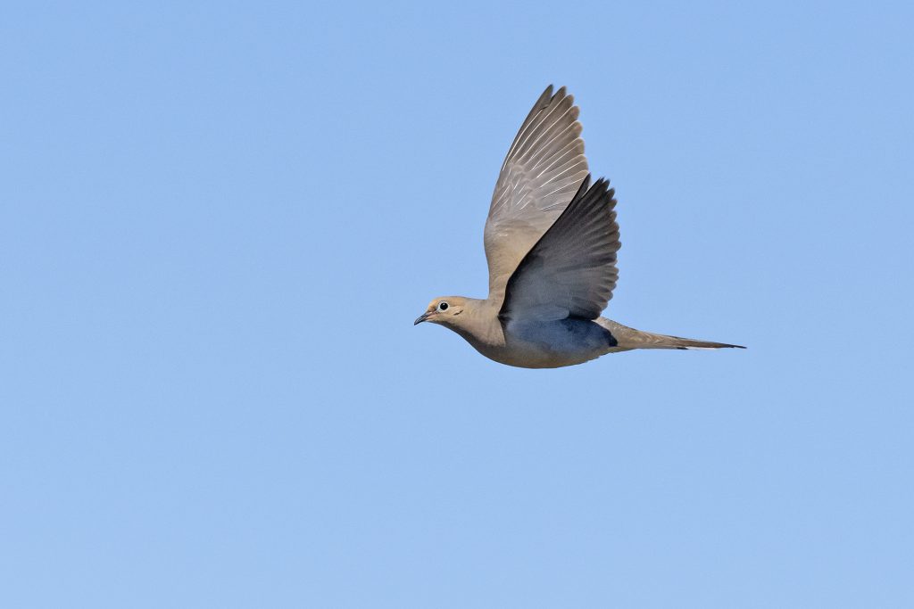 Mourning Dove by Adrian Binns