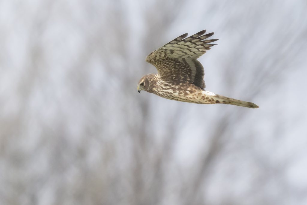 Northern Harrier by Adrian Binns