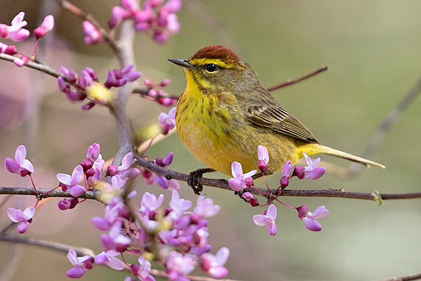 Palm Warbler by Adrian Binns