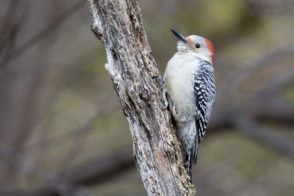 Red-bellied Woodpecker by Adrian Binns