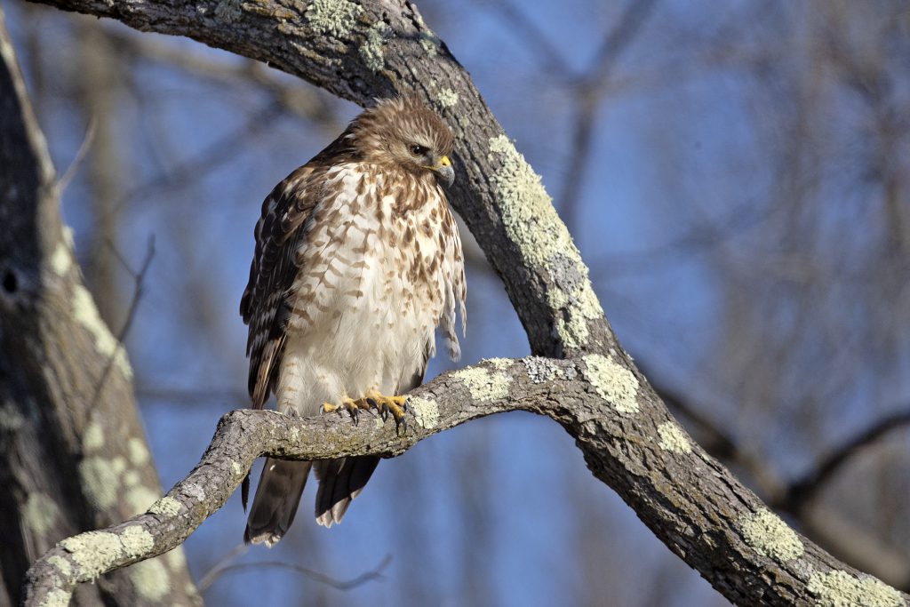 Red-shouldered Hawk by Adrian Binns