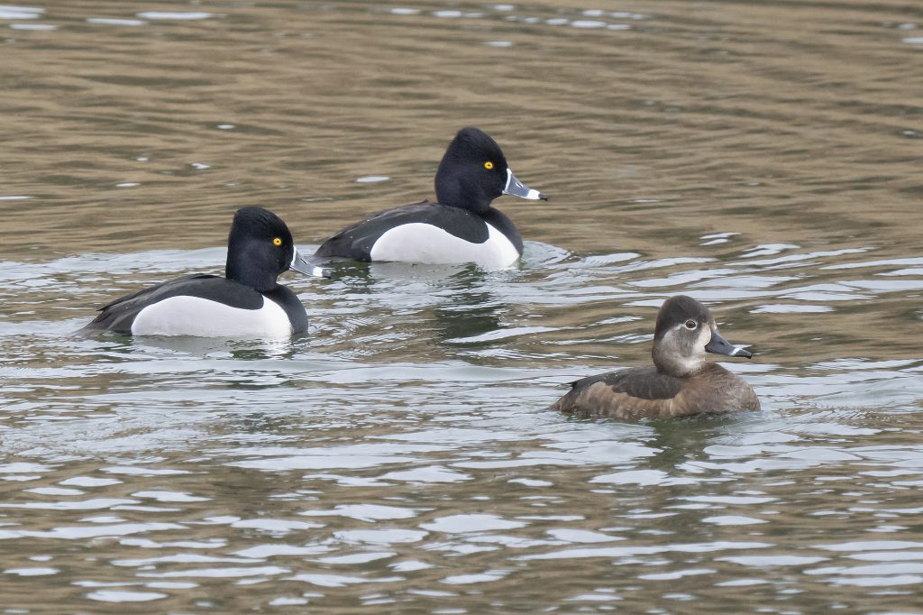 Ring-necked Ducks by Adrian Binns