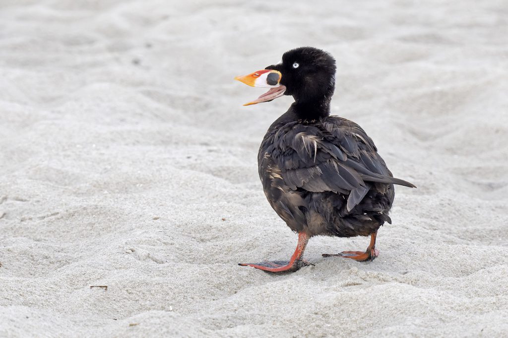 Surf Scoter by Adrian Binns