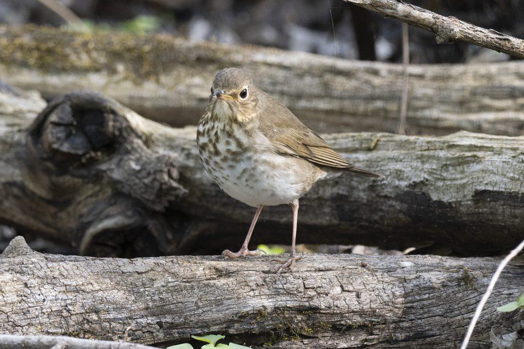 Swainson's Thrush by Adrian Binns