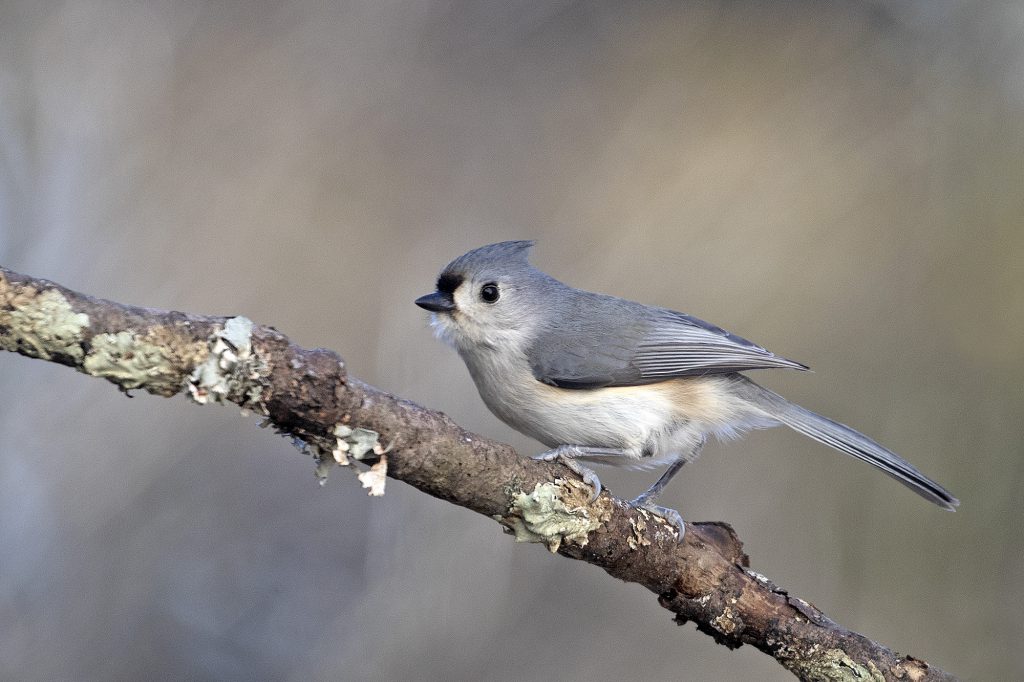 Tufted Titmouse by Adrian Binns