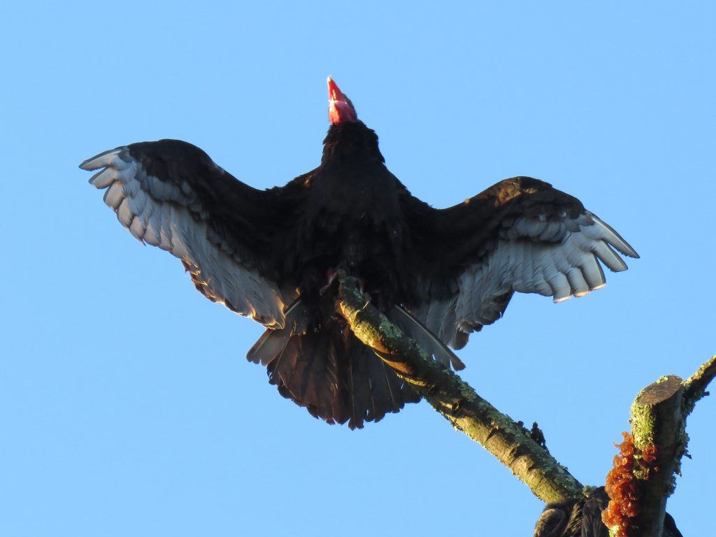 Turkey Vulture by Debbie Beer