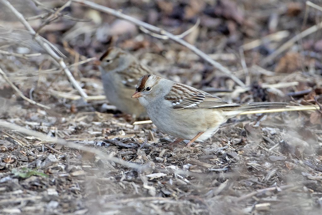 White-crowned Sparrows by Adrian Binns