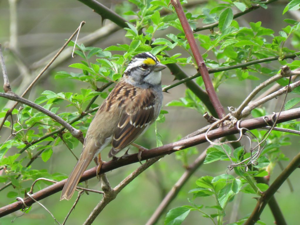 White-throated Sparrow by Debbie Beer