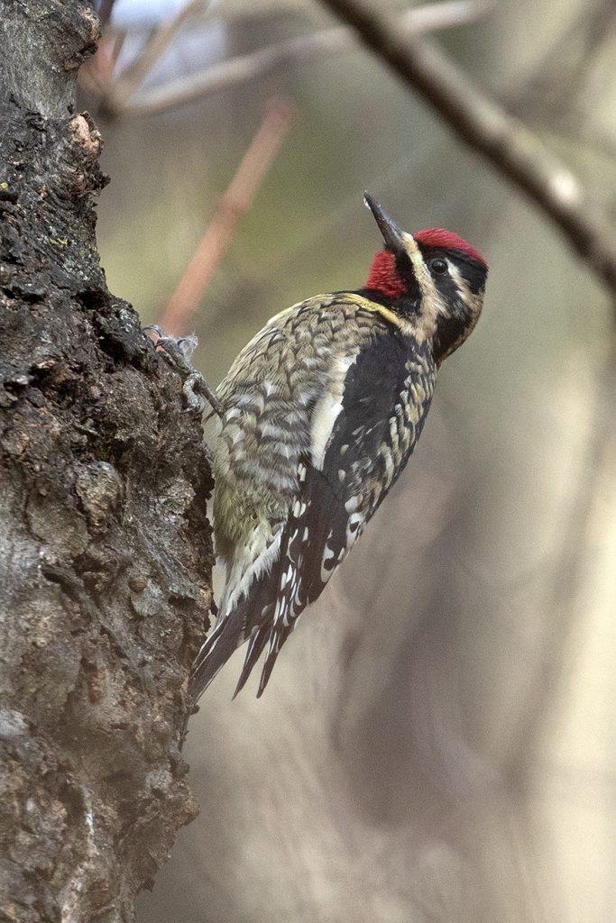 Yellow-bellied Sapsucker by Adrian Binns