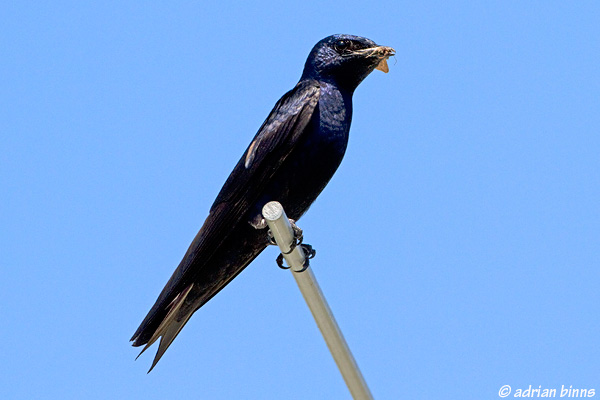 Purple Martin by Adrian Binns