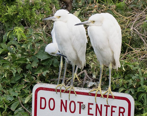 Read more about the article Report on Ocean City Rookery Photo Trip by Adrian Binns