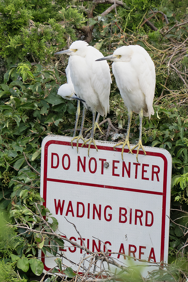 Read more about the article Report on Ocean City Rookery Photo Trip by Adrian Binns