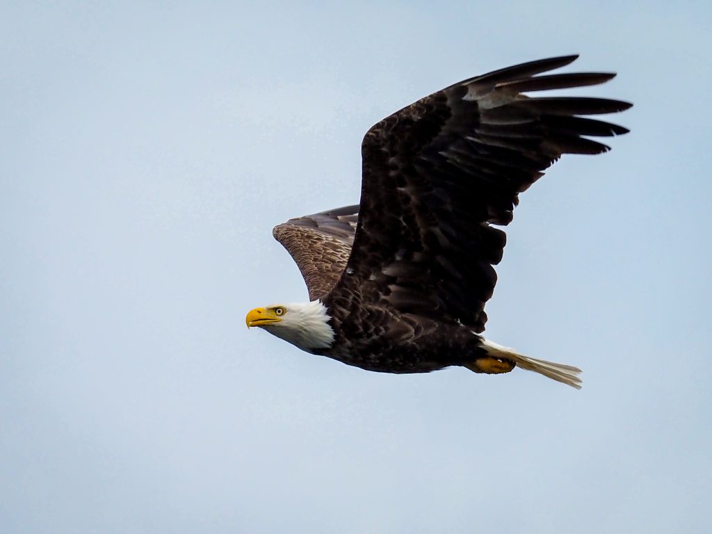 Bald Eagle by Jamie Watts