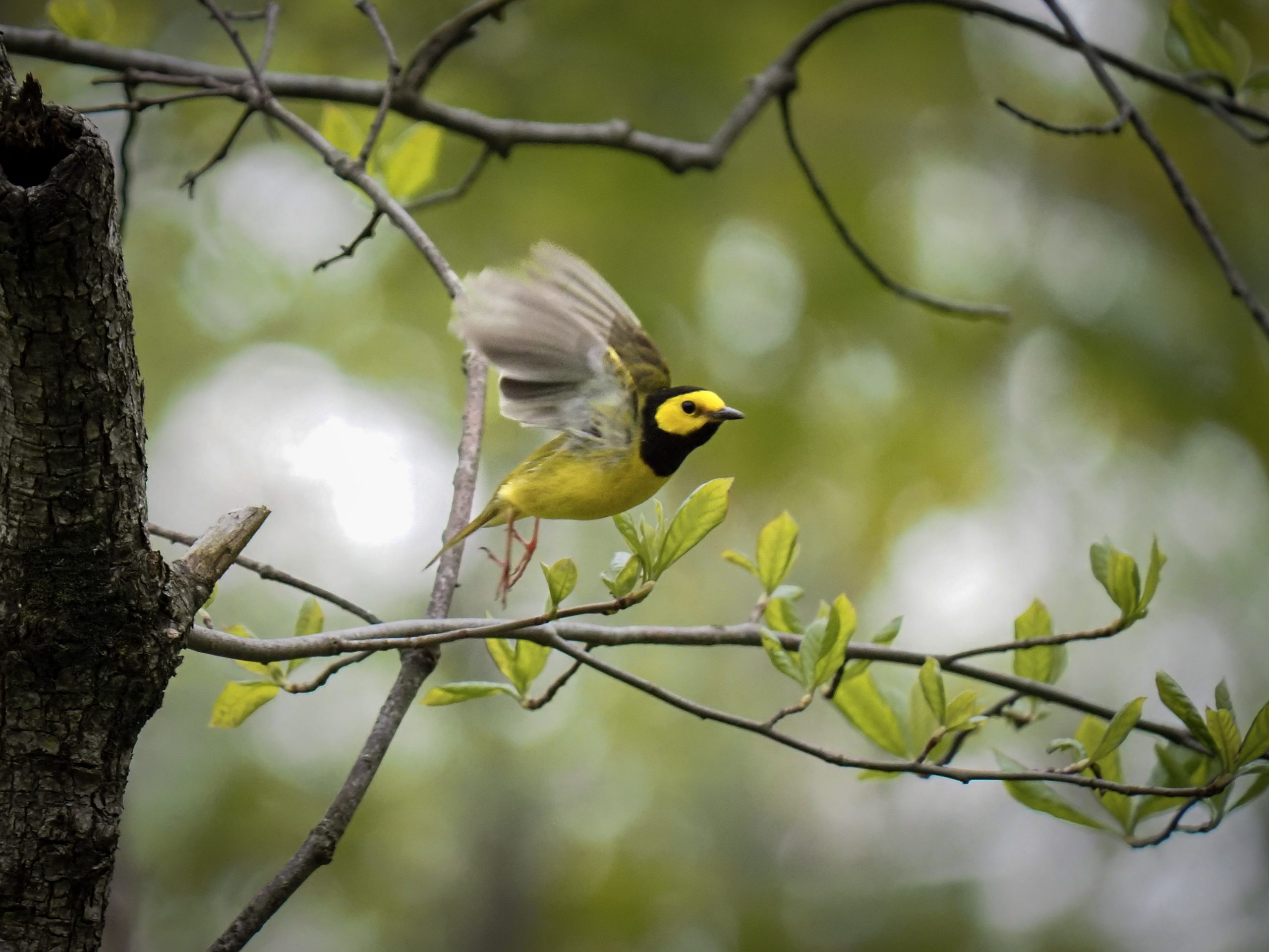 Bird Walk at Arlington Cemetery in Drexel Hill