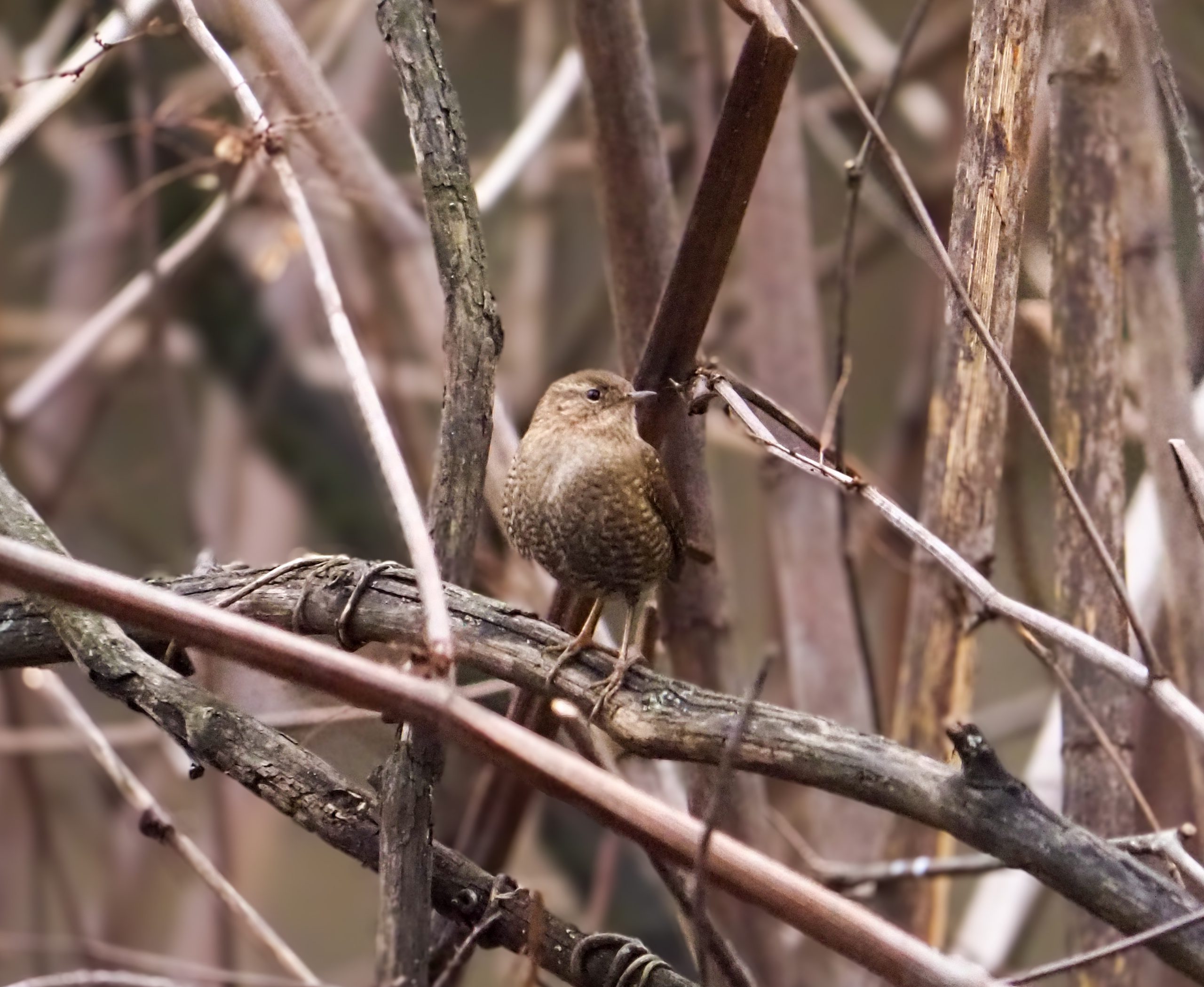 Bird Walk at Newlin Grist Mill Park