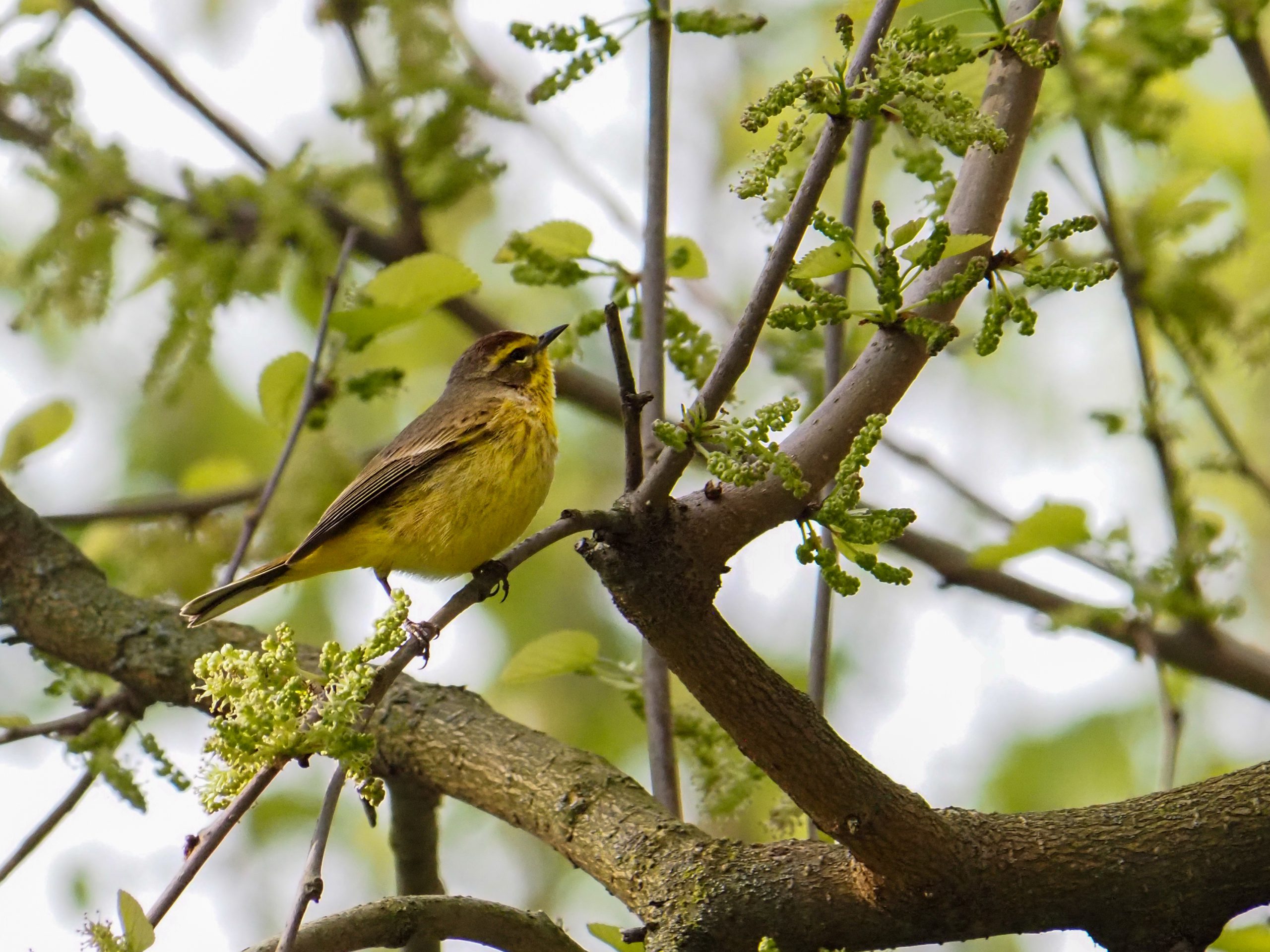 Bird Walk at Naylors Run Park