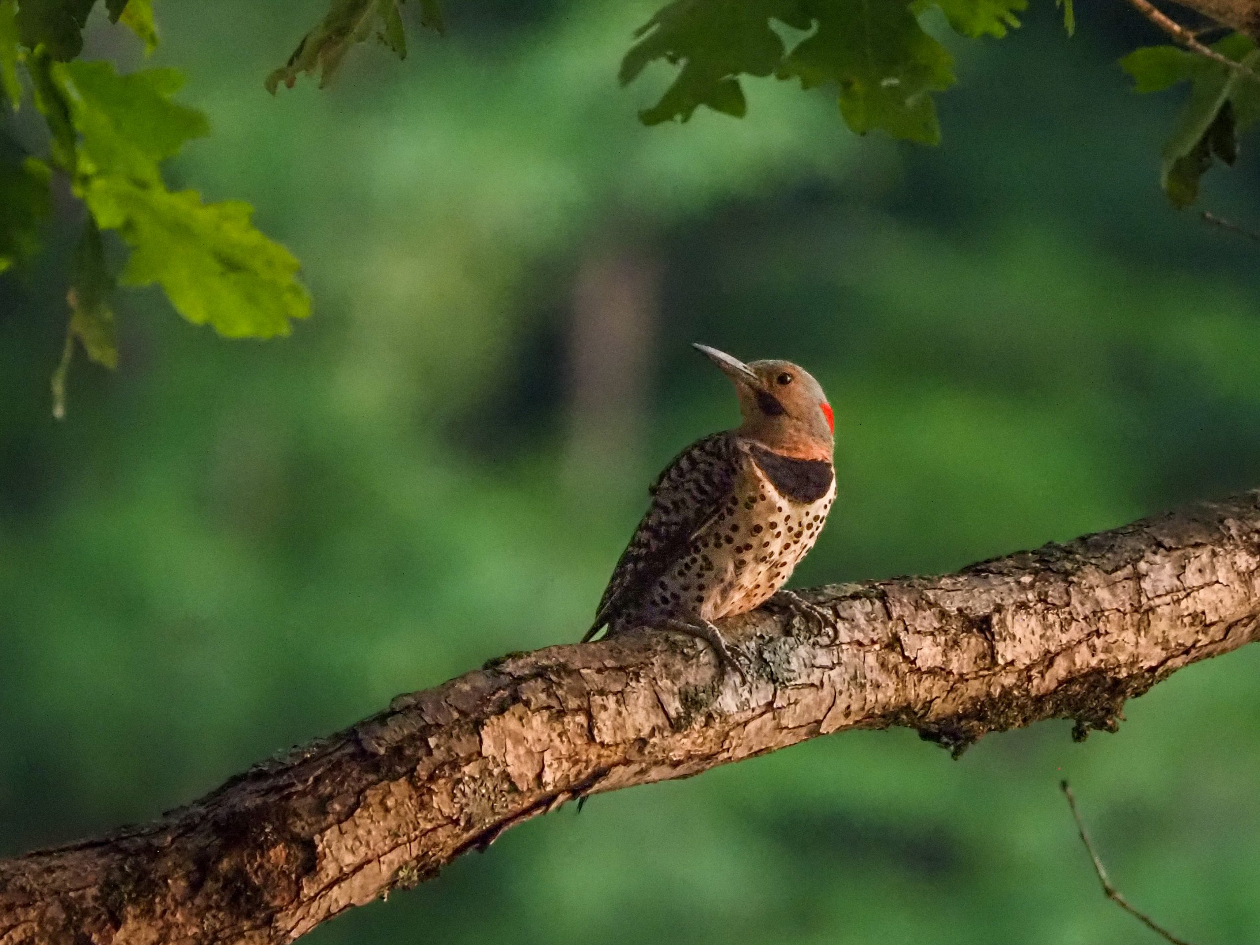 Bird Walk at Gillespie Park in Drexel Hill