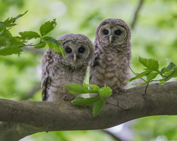 Who Cooks for You? Encounters with Barred Owls, by Pamela Dimeler