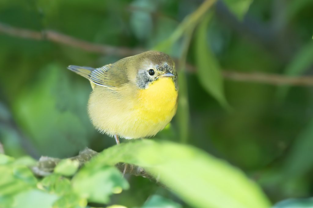 Common Yellowthroat, by Adrian Binns