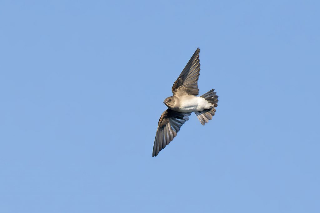 Northern Rough-winged Swallow, by Adrian Binns