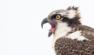 Read more about the article Report on Birding by Boat on the Osprey, by Adrian Binns