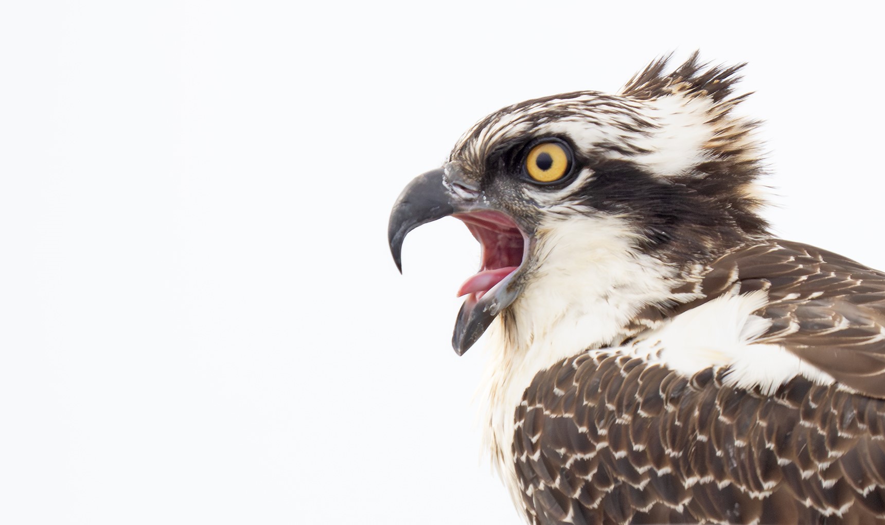 You are currently viewing Report on Birding by Boat on the Osprey, by Adrian Binns