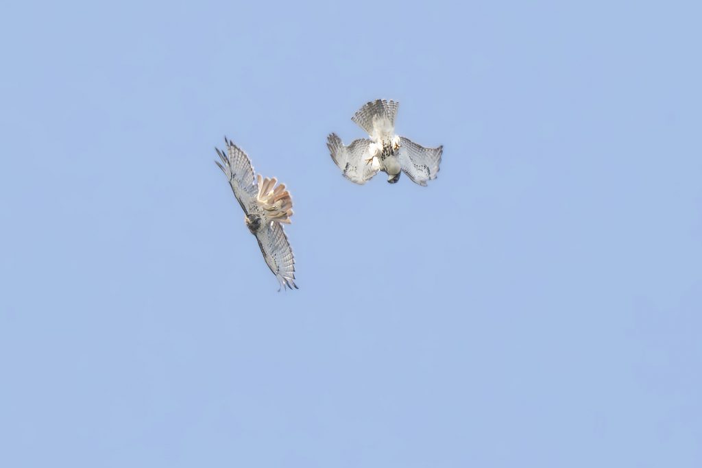 Red-tailed Hawks tumbling through the sky, by Adrian Binns