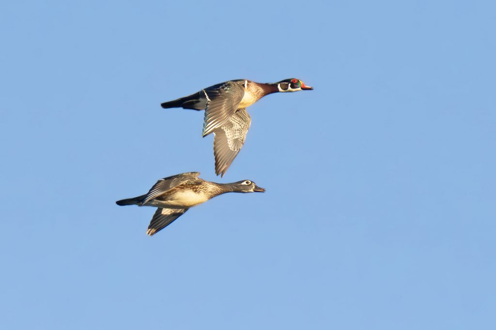 Pair of Wood Ducks in flight, by Adrian Binns