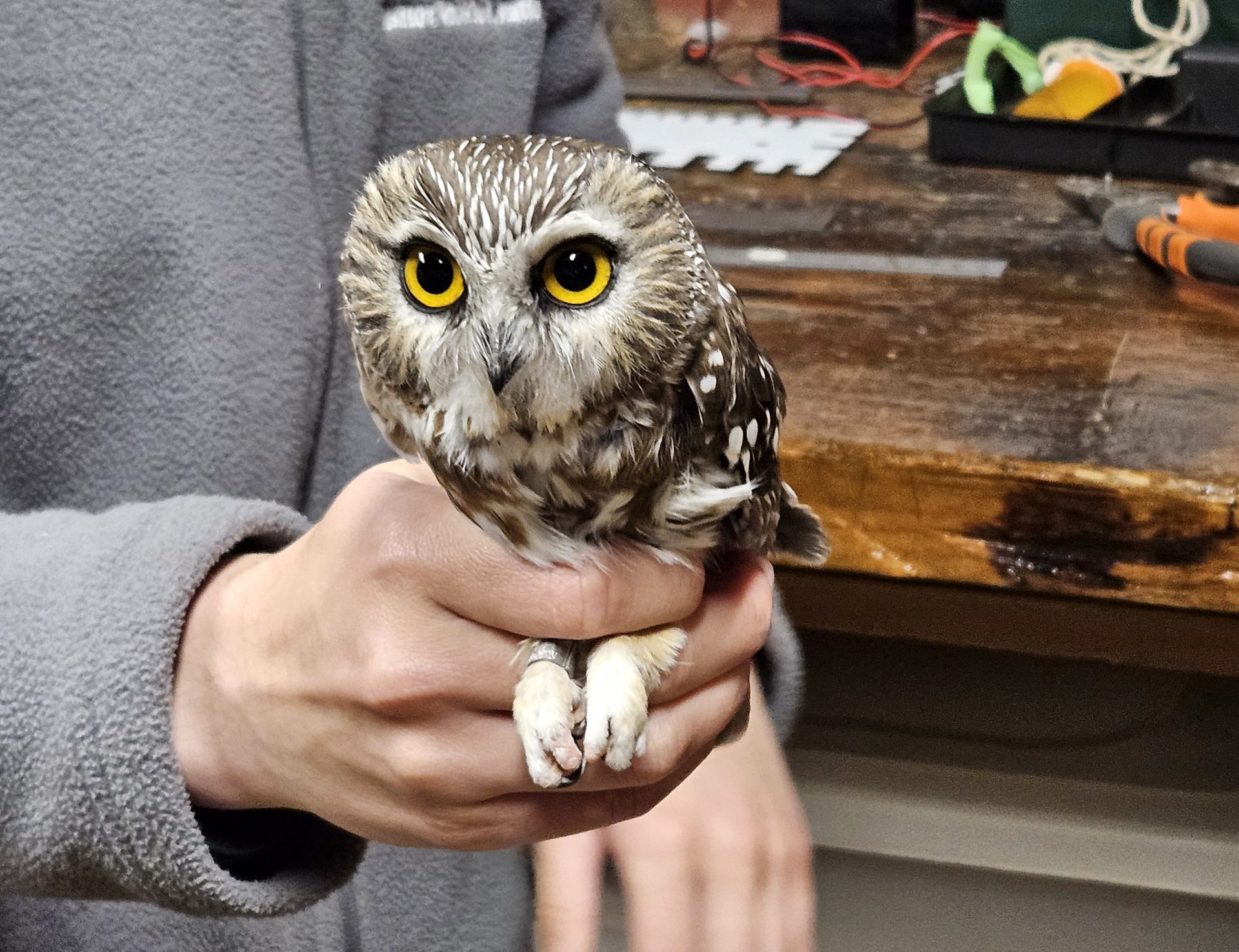 Northern Saw-whet Owl Banding at Rushton Farm (UPDATE (10/16): EVENT IS FULL)