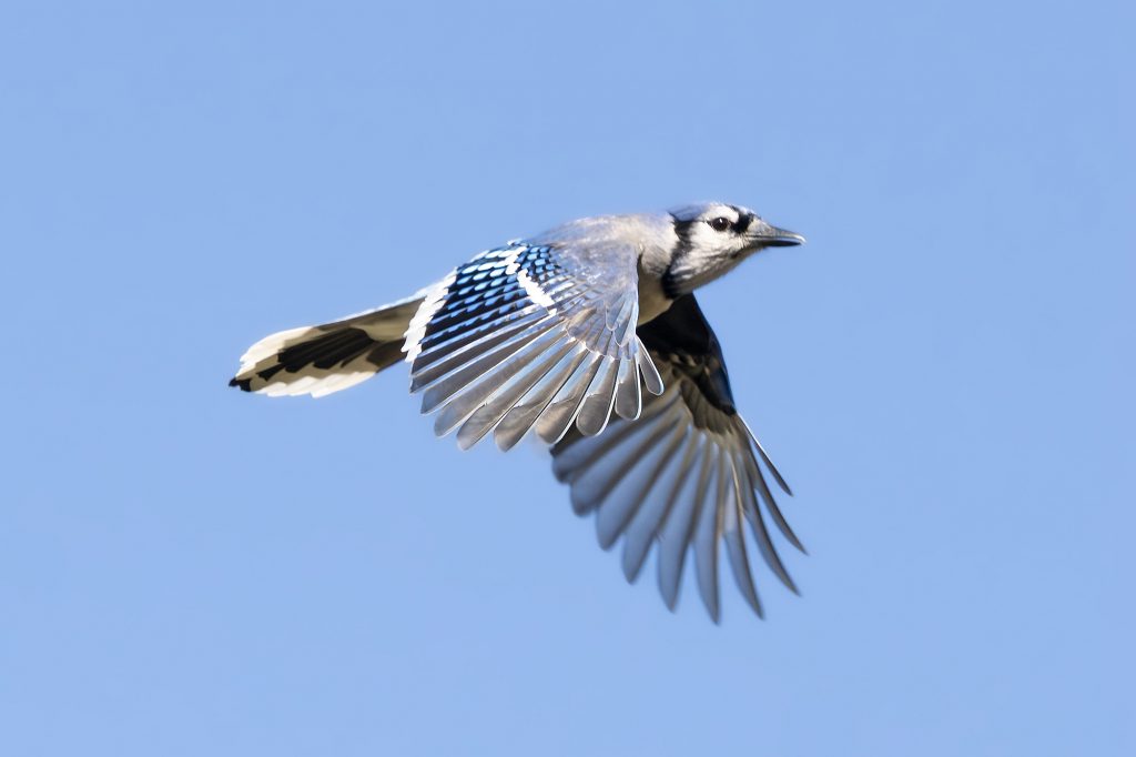 Blue Jay, by Adrian Binns