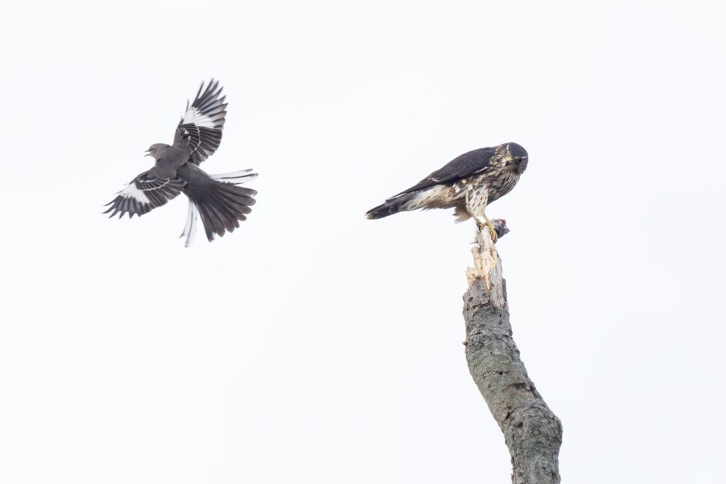 Northern Mockingbird harassing a Merlin eating a meal, by Adrian Binns