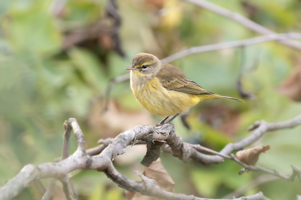 Palm Warbler, by Adrian Binns