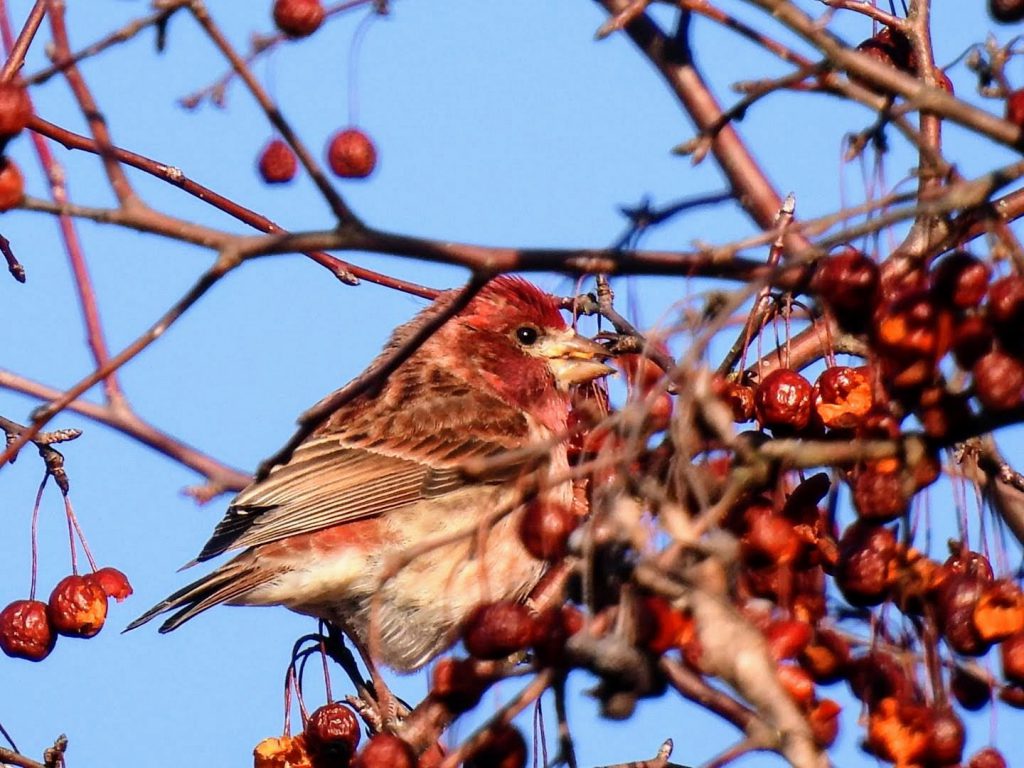 Purple Finch by Kristy Eleftheriou