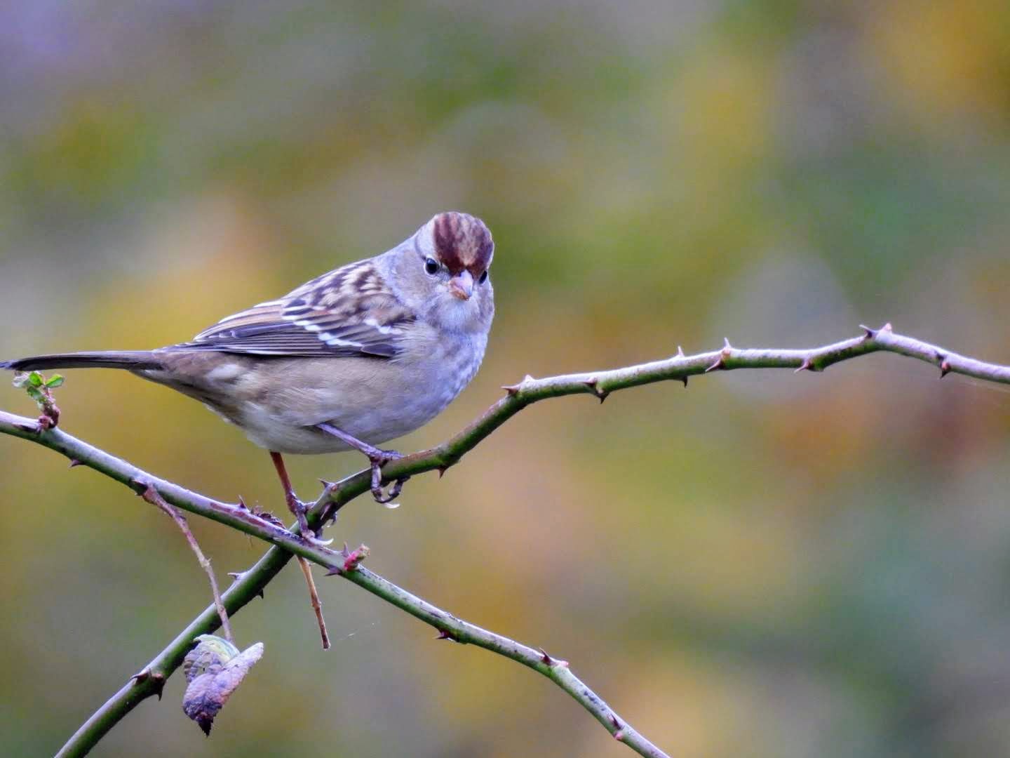 Bird Walk at Brinton Run Preserve in Chadds Ford