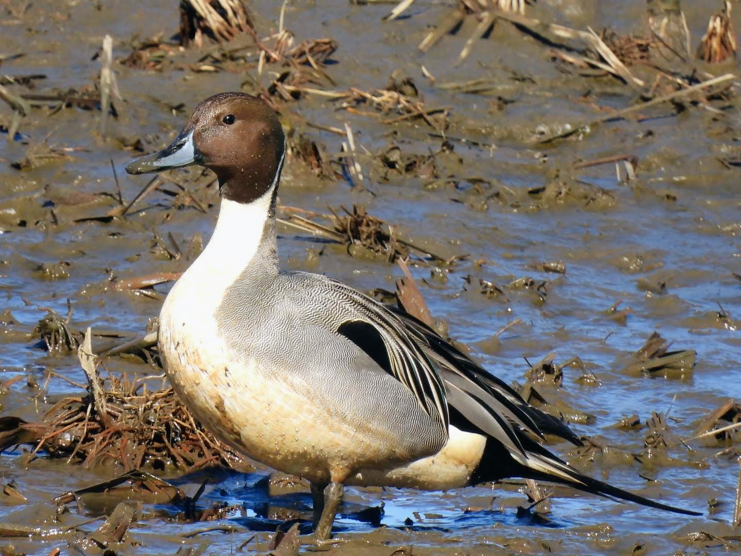 Duck, Duck, Goose! Waterfowl Walk at John Heinz NWR (DelCo side off Rt. 420)