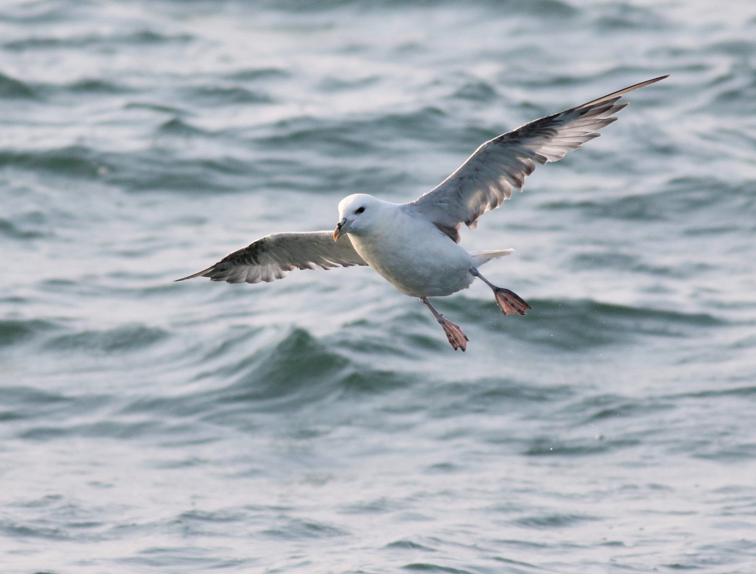 Life at Sea, a Daily Pelagic, by Allison Black