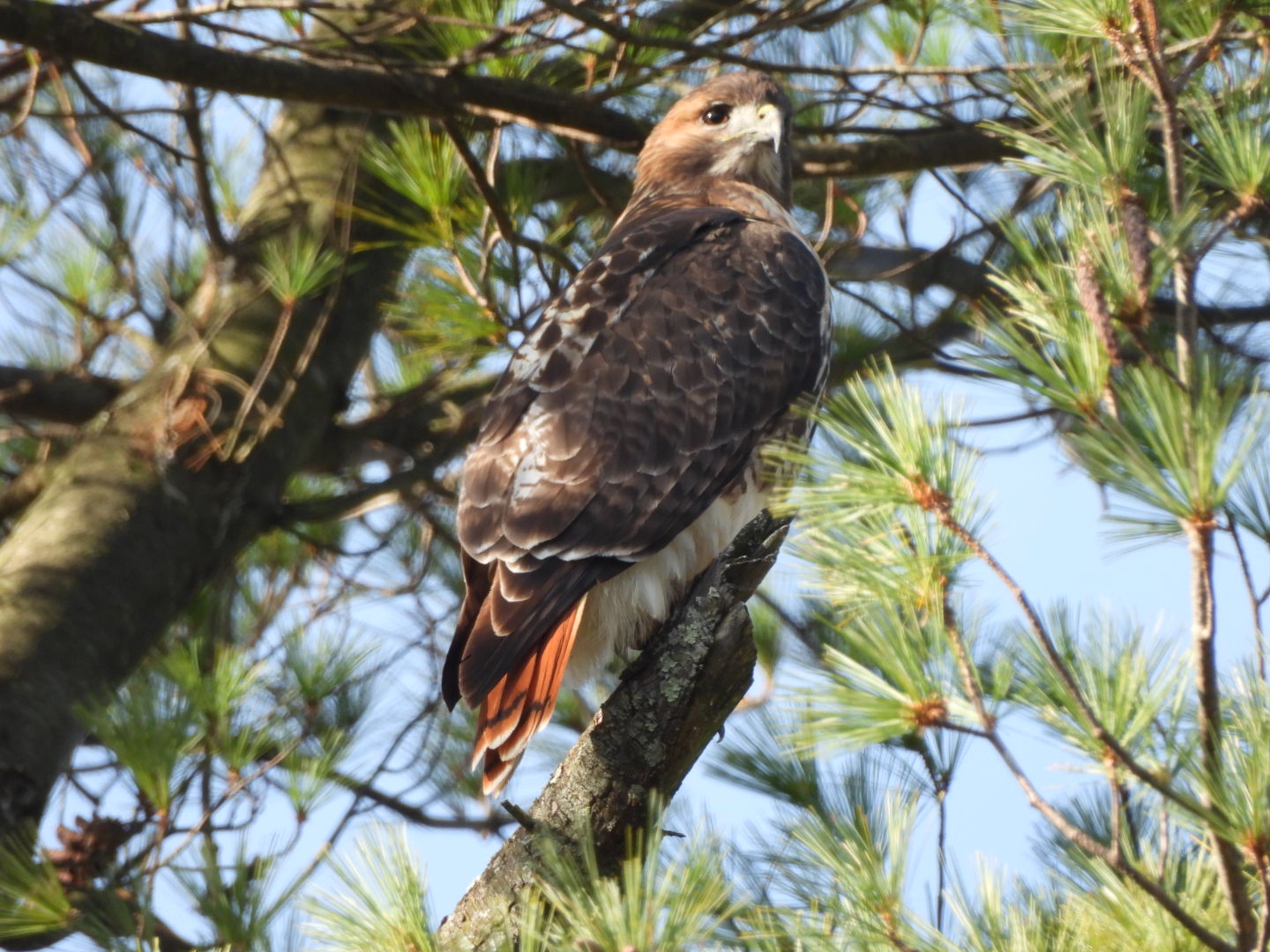 Bird Walk at Tyler Arboretum (registration required)