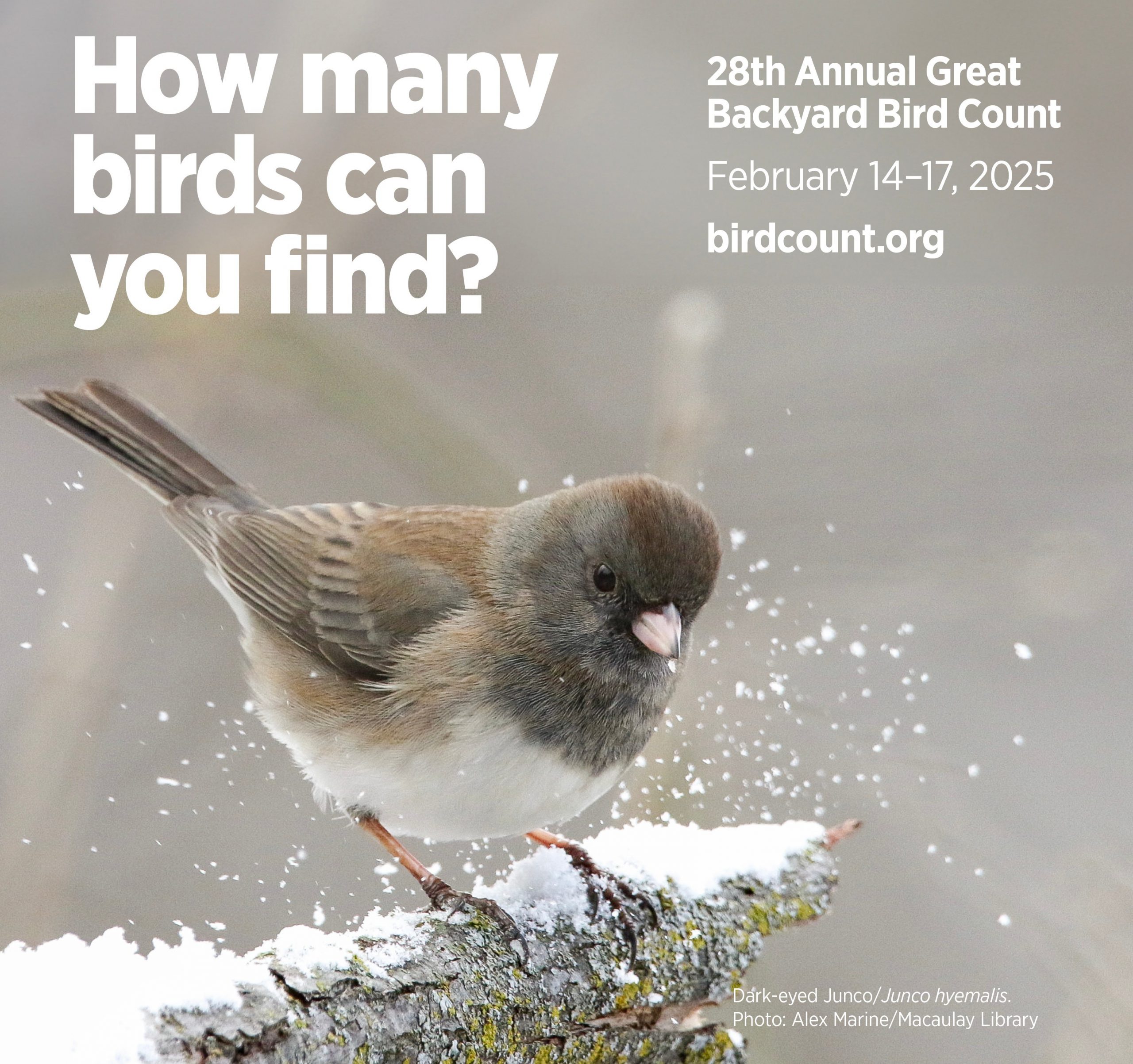 The Great Backyard Bird Count