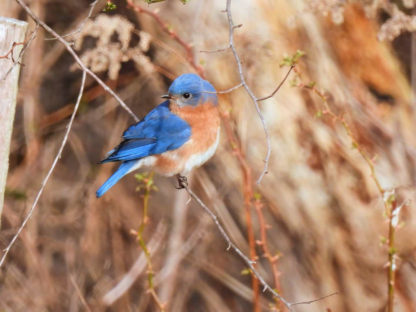 Bird Walk at Barrett's Meadow in Thornbury Township