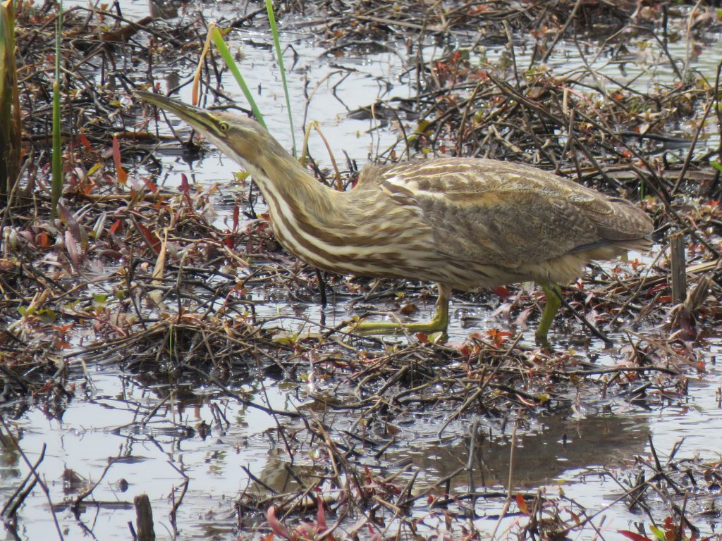 American Bittern, by Debbie Beer