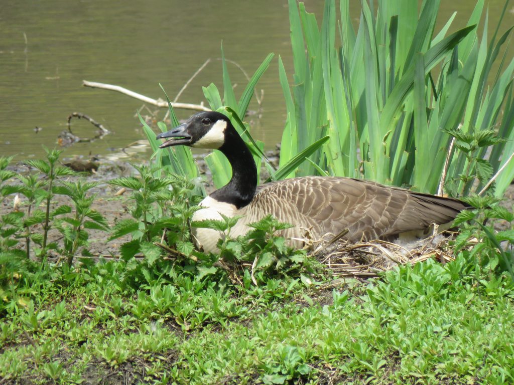 Canada Goose on nest, by Debbie Beer