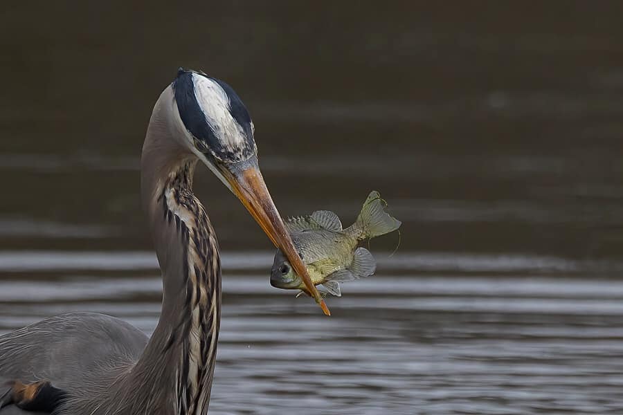 Great Blue Heron eating a fish, by Bernice V. Coles
