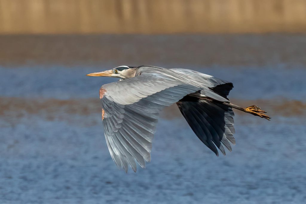Great Blue Heron, by Bernice V. Coles