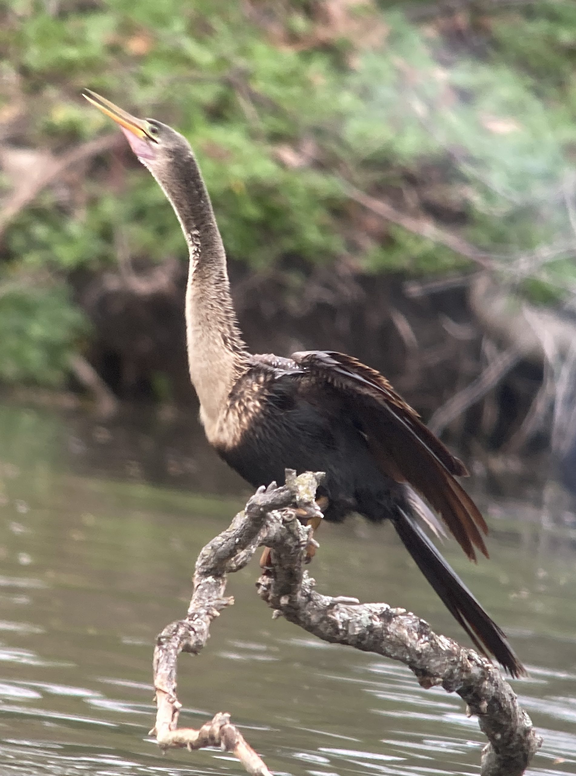 Haverford College Bird Walk