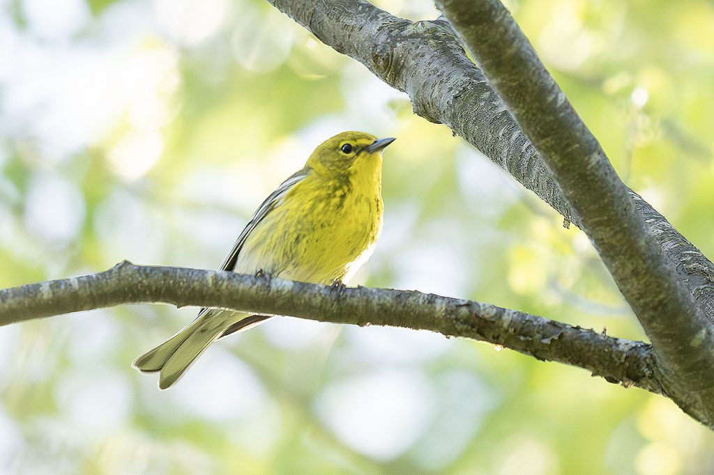 Pine Warbler, by Adrian Binns