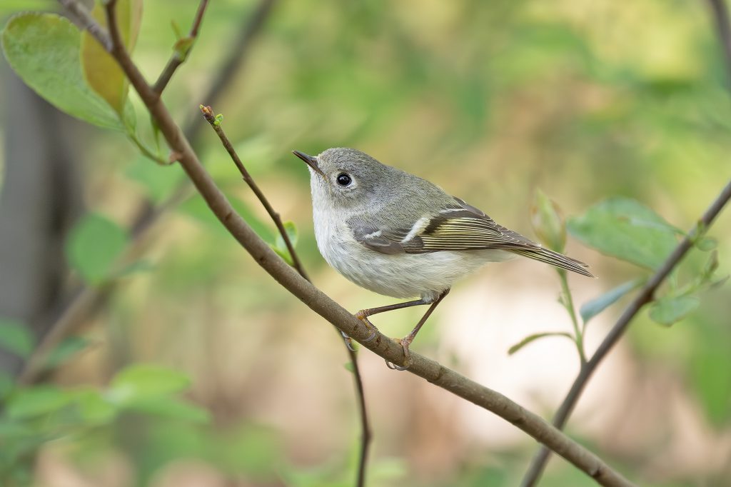 Ruby-crowned Kinglet, by Adrian Binns
