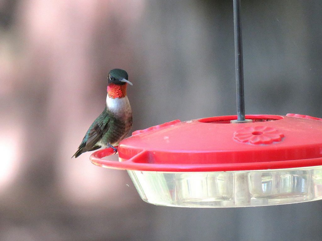 Ruby-throated Hummingbird, by Debbie Beer