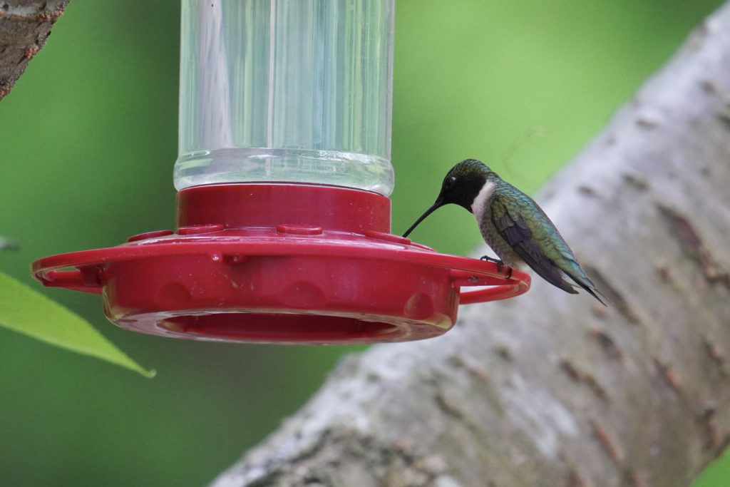 Ruby-throated Hummingbird, by Ethan Kang