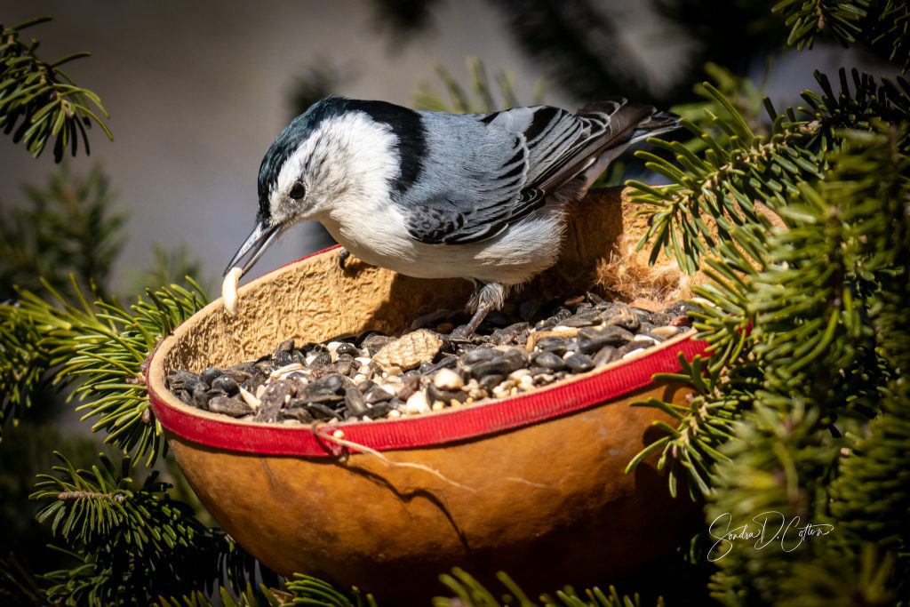White-breasted Nuthatch, by Sondra D. Cotton